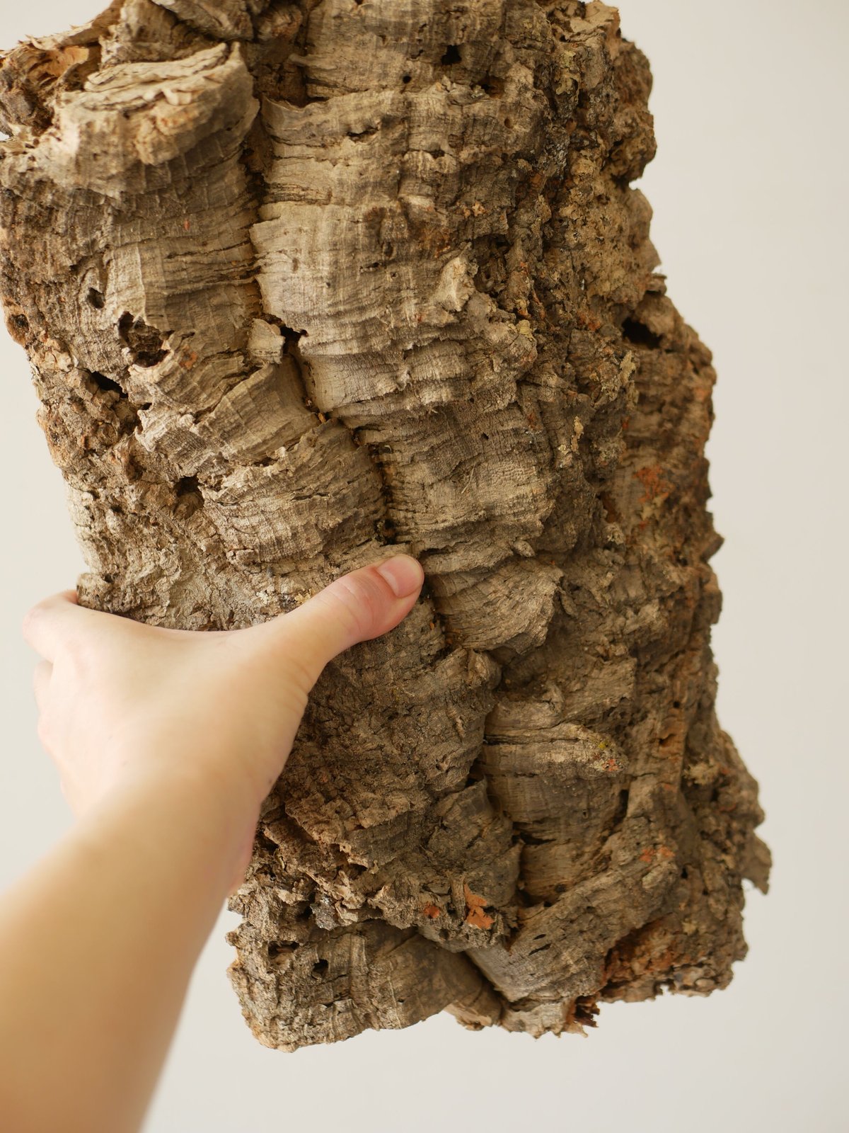 大サイズ コルク樹 着生植物 板付けに | インテリアグリーンと 大サイズ コルク樹 着生植物 板付けに | インテリアグリーンと
