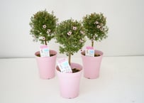 ぎょうりゅう梅 鉢植え 生垣 常緑低木 マヌカ スコパリウム