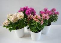 ブーゲンビリア コナツ 3.5号｜八重咲きの花が美しいコンパクトブーゲンビリア｜ｺﾅﾂ ブーゲン 3.5号
