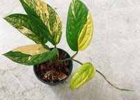 アンスリウム ルクスリアンス 'ダーク' Anthurium dark luxrians 4