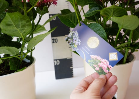 紫陽花 月虹 gekko 5号 ピンク ウェーブかかる花弁 母の日 贈り物