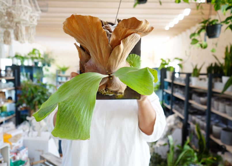 ビカクシダ ホルタミー 板付け根張り固定済みかっこいいコウモリラン