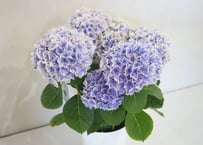 専用）紫陽花 月うさぎ 5号 人気ホワイトカラー 母の日 贈り物 八重咲