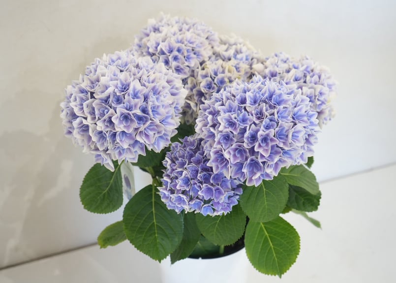 ビー玉」5.8号鉢 鉢植え 母の日2026 あじさい ギフト プレゼント