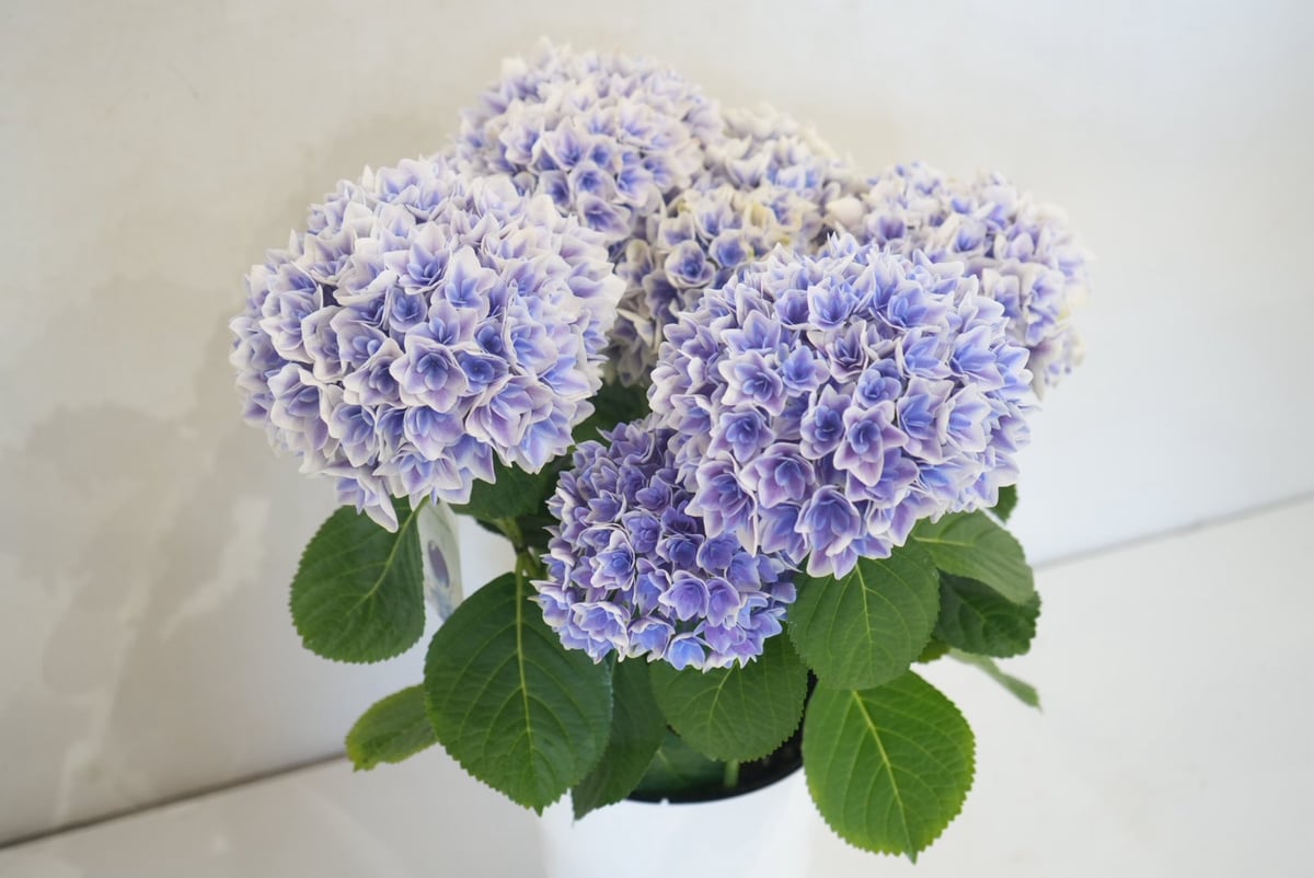 ビー玉」5.8号鉢 鉢植え 母の日2026 あじさい ギフト プレゼント