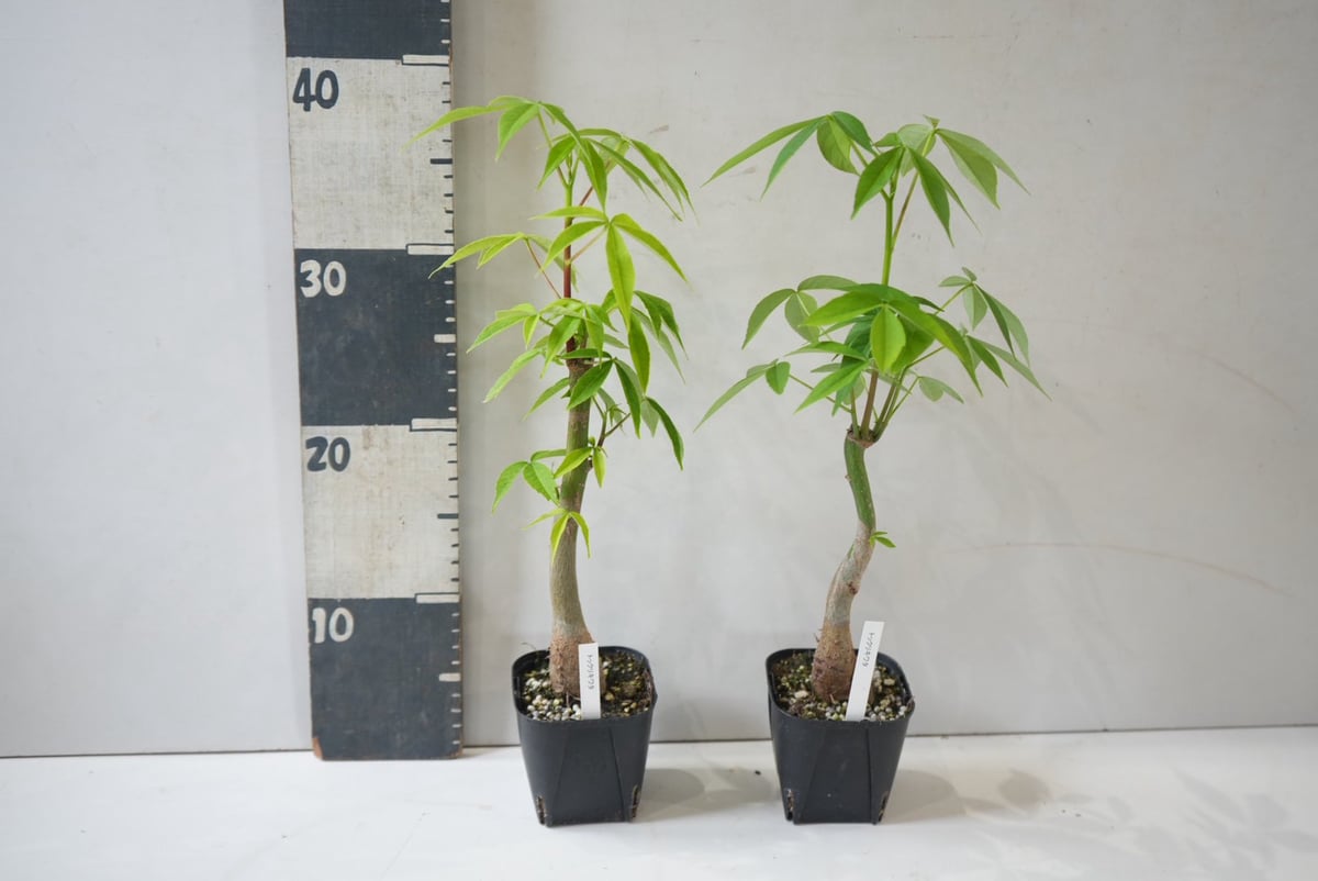 酔っ払いの木　トックリキワタ　パラボラッチョ　トゲトゲ　鑑賞樹木　塊根植物 トックリキワタ（酔っ払いの木）3号｜レア｜ぷっくり幹が魅力の塊根