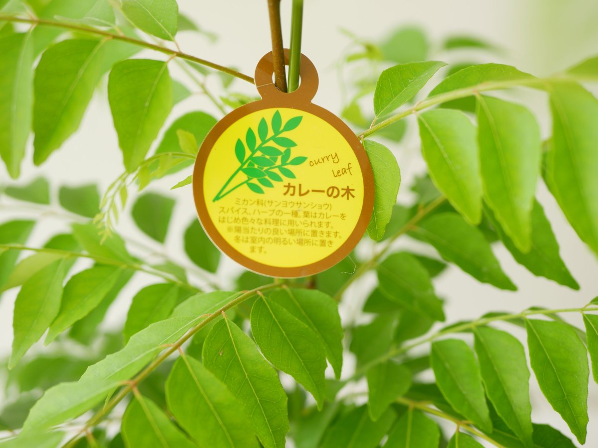 カレーリーフ カレーの木 ハーブ フレッシュな香りをご自宅で