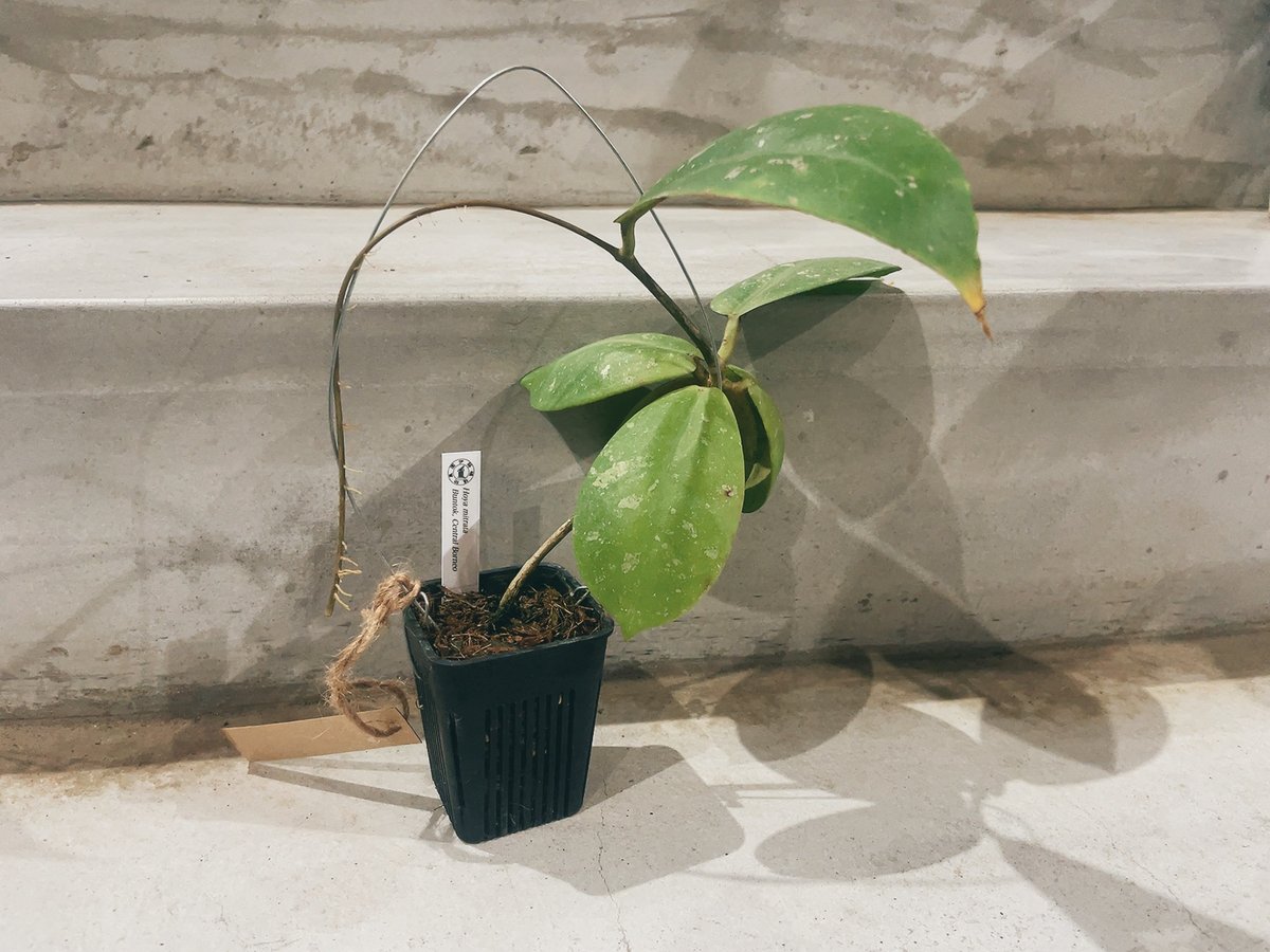 ホヤ Hoya mitrata | インテリアグリーンとギフトプランツ