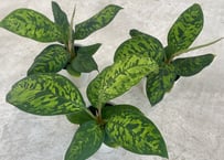 アデロネマパリドネルヴィウム 7号 熱帯植物 荒木植物 美しい葉