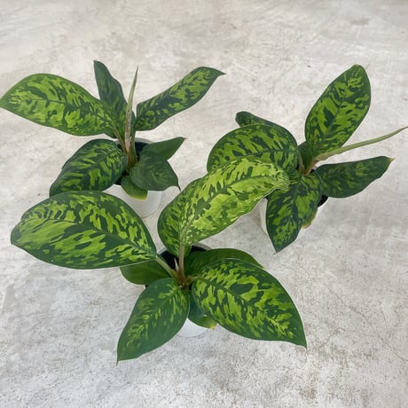 ホマロメナ | STORES