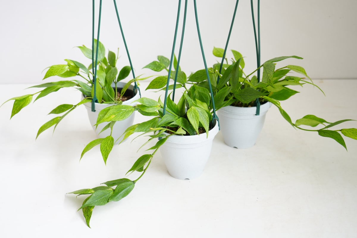 ホヤ フィッシュテール 4号 吊り鉢 ポリネウラ 育てやすい 観葉植物