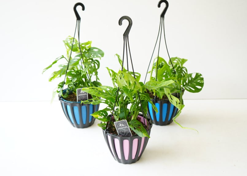 モンステラ ラニアータ Monstera 5号 吊り鉢 観葉植物