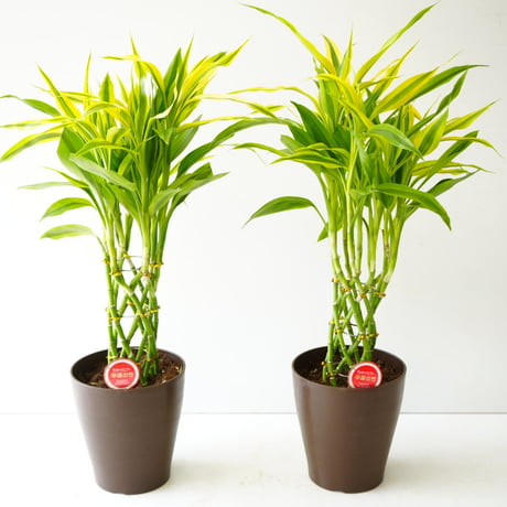 幸せの竹 ラッキーバンブー 6号 ドラセナ サンデリアーナ 育てやすい 縁起物 贈り物 ストライプの葉