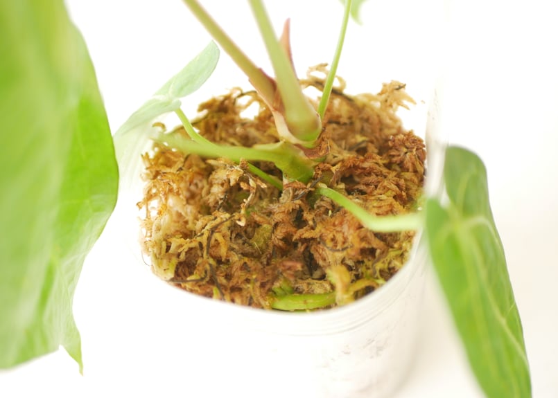 アンスリウム マグニフィカム 3.5号 ビロード 美しい葉脈 レア種