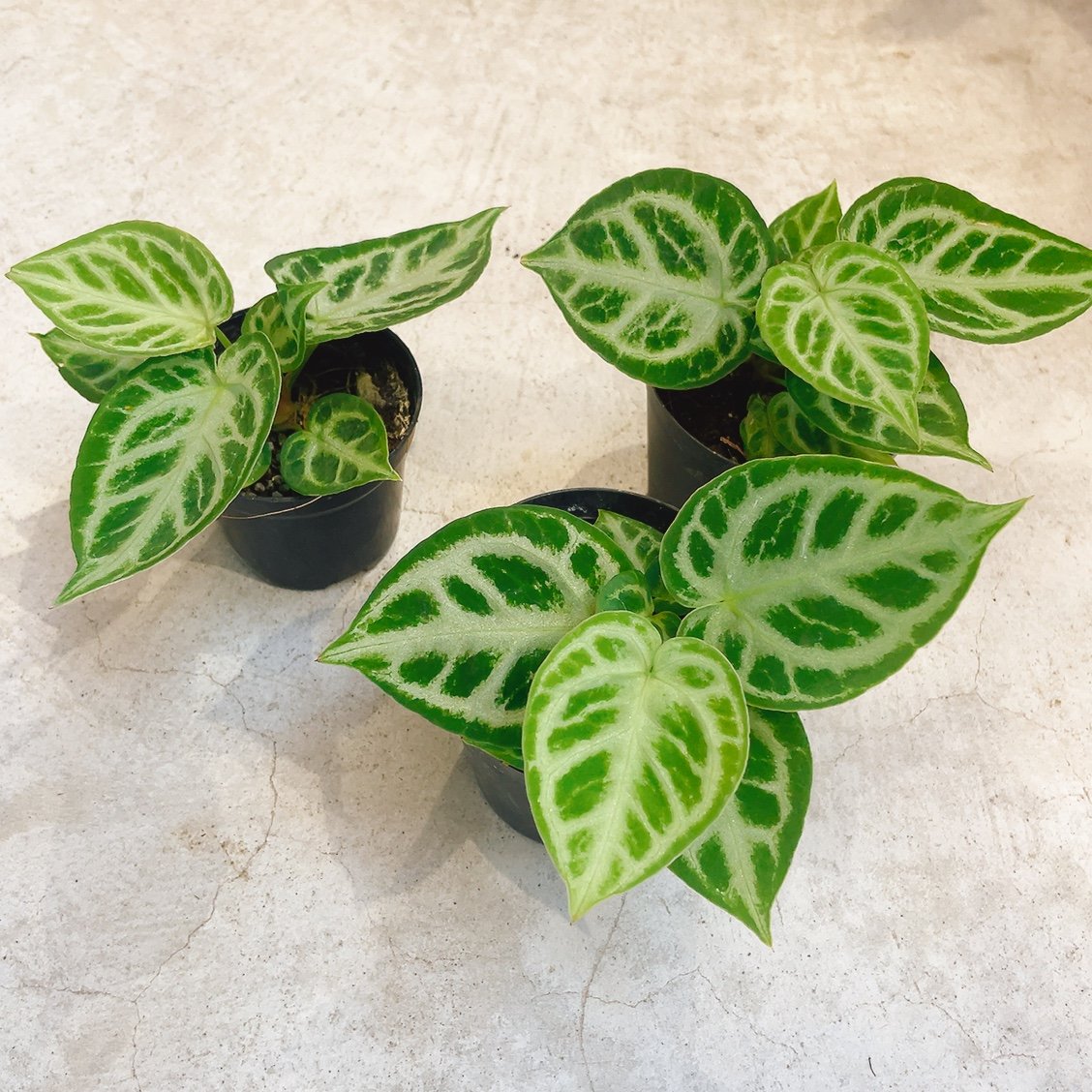 珍種】ドラヤキ・シルバーボール | インテリアグリーンとギフト