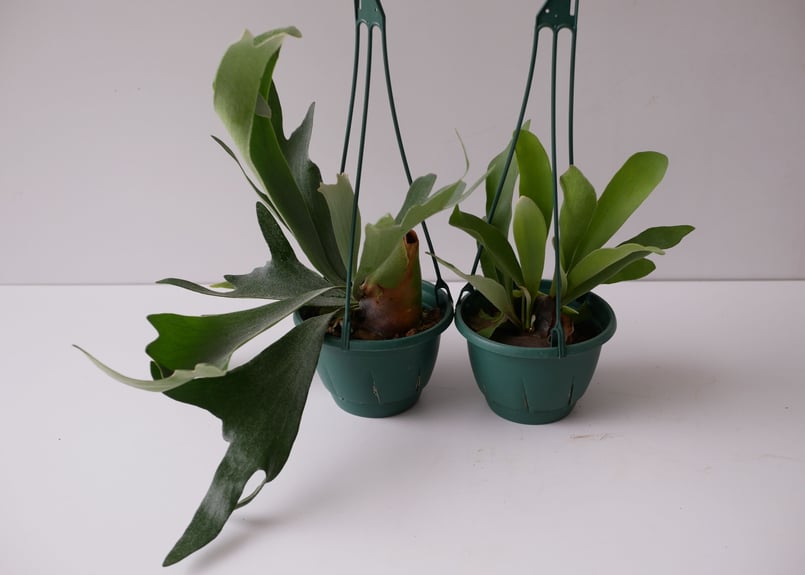a細葉　特大　観葉植物　ビカクシダ　コウモリラン　ハンギング 鉢物・観葉植物（ハンギング） ビカクシダ（コウモリラン）