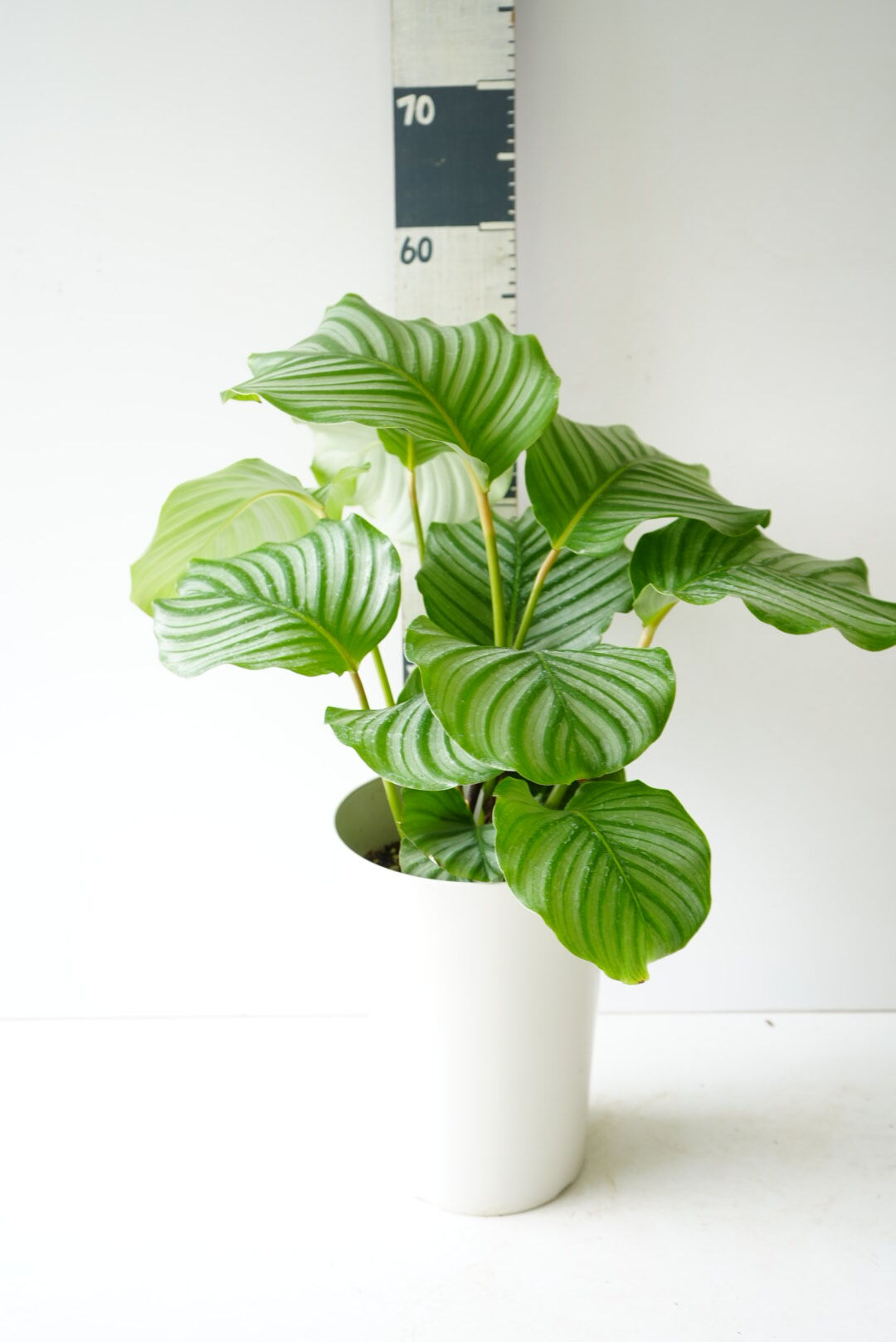 カラテア オルビフォリア 7号 丸葉 爽やかインテリアグリーン 観葉植物