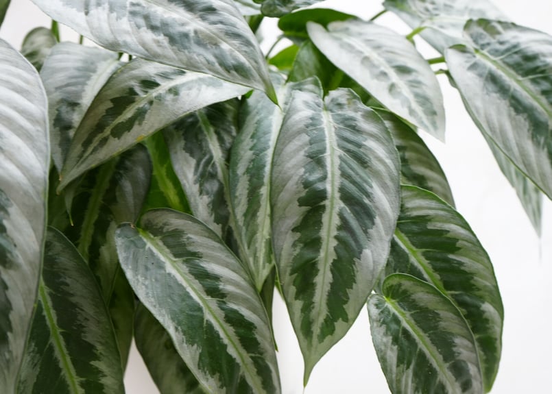 スキスマトグロッティス ハイナエンシス5号 | インテリアグリーンと