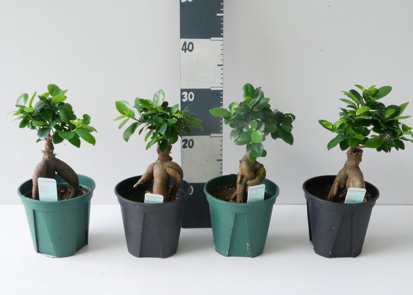 ガジュマル パンダガジュマル 58番 希少 インテリアグリーン かわいい