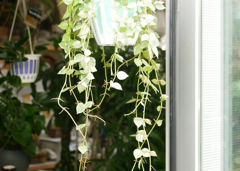 ホヤ クローニアナシルバー 5号 吊り鉢 白い斑入り ハンギング