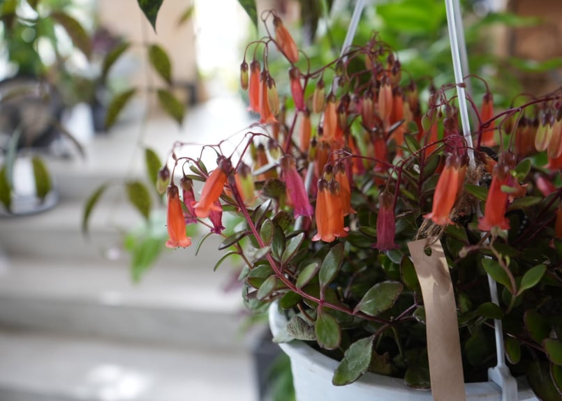 カランコエテッサまろまろ様確認用 カランコエ テッサ 6号 多肉植物