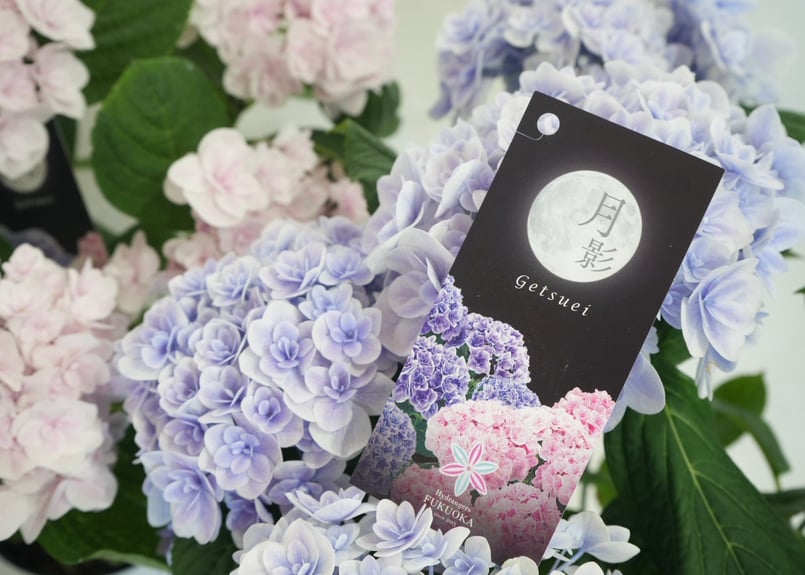 月影」5.8号鉢 鉢植え ギフト プレゼント 紫陽花 上品 幻想的 花ギフト