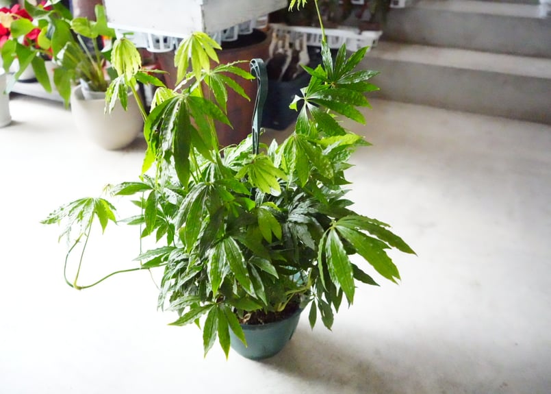 アンスリウム ポリスキスツム 7号吊り鉢 長く楽しめる 観葉植物