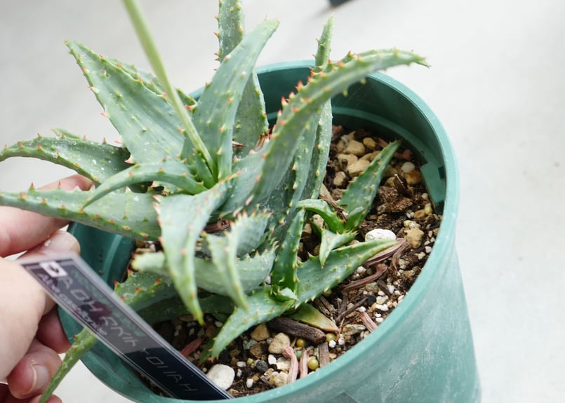 アロエ カスティロニアエ 5号/6号 | インテリアグリーンとギフト