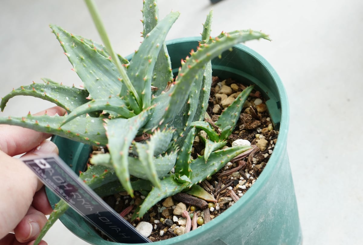 アロエ カスティロニアエ 5号/6号 | インテリアグリーンとギフト