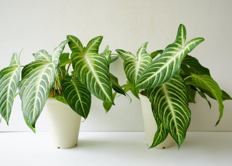 超希少❗️サイズ大❗️アロカシア キサントソーマ リンデニー✨ 超