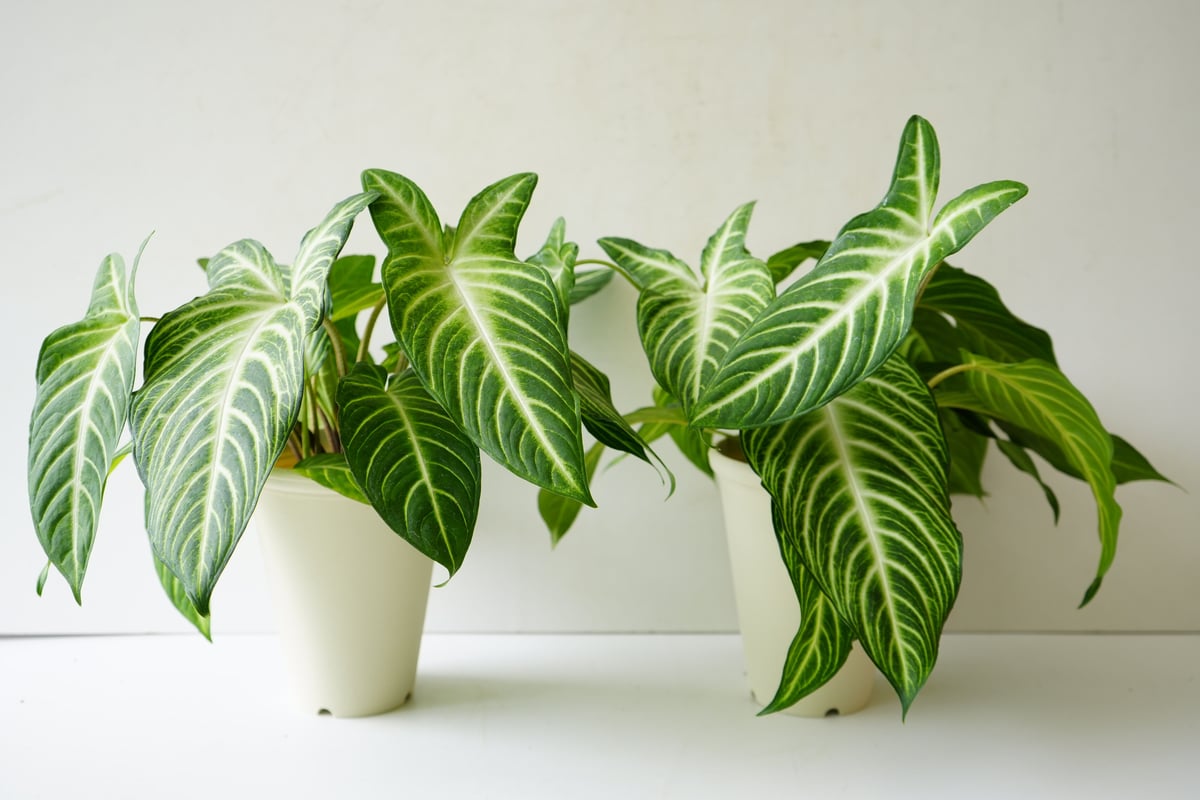 アロカシア キサントソーマ 5号 ホワイトの葉脈 爽やかグリーン