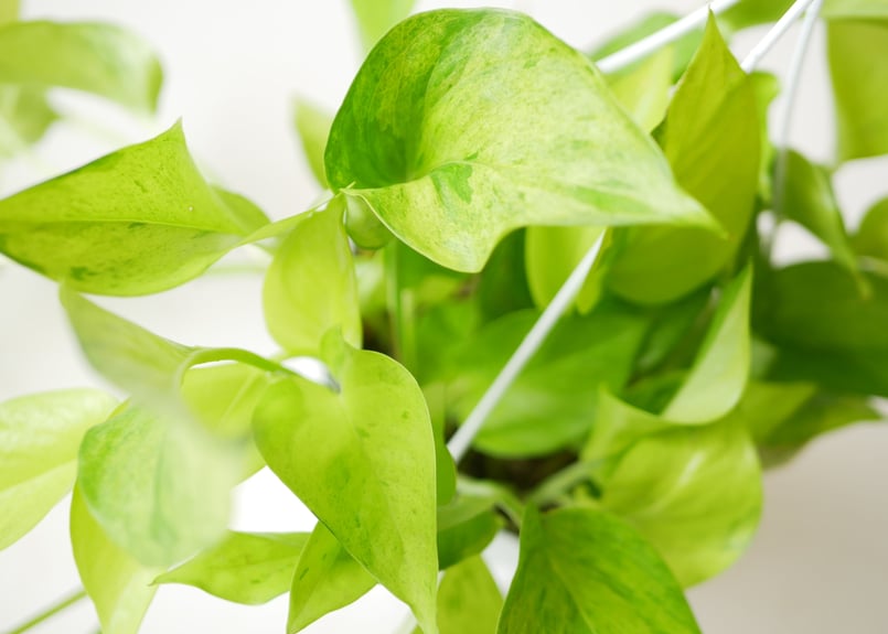 ポトス テルノカーニバル テルノシリーズNo.6 観葉植物 | インテリア