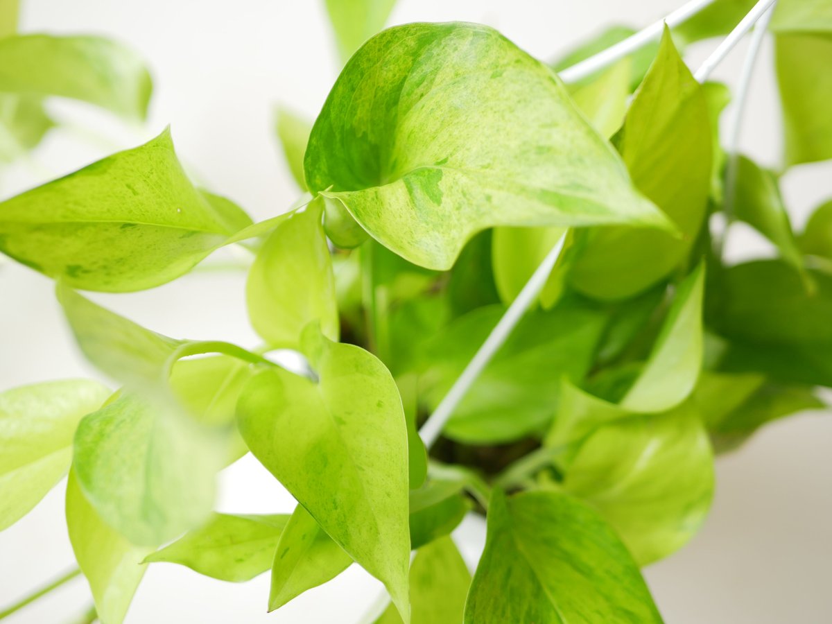 ポトス テルノカーニバル テルノシリーズNo.6 観葉植物 | インテリア