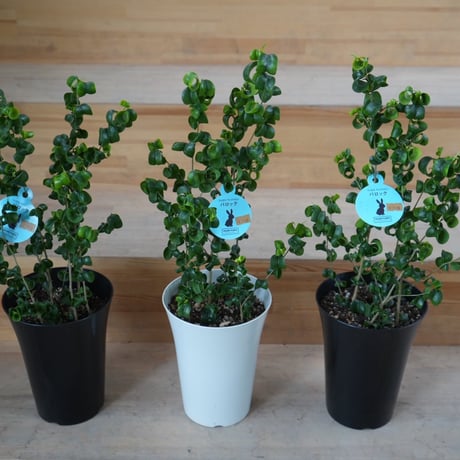 ベンジャミンバロック | STORES