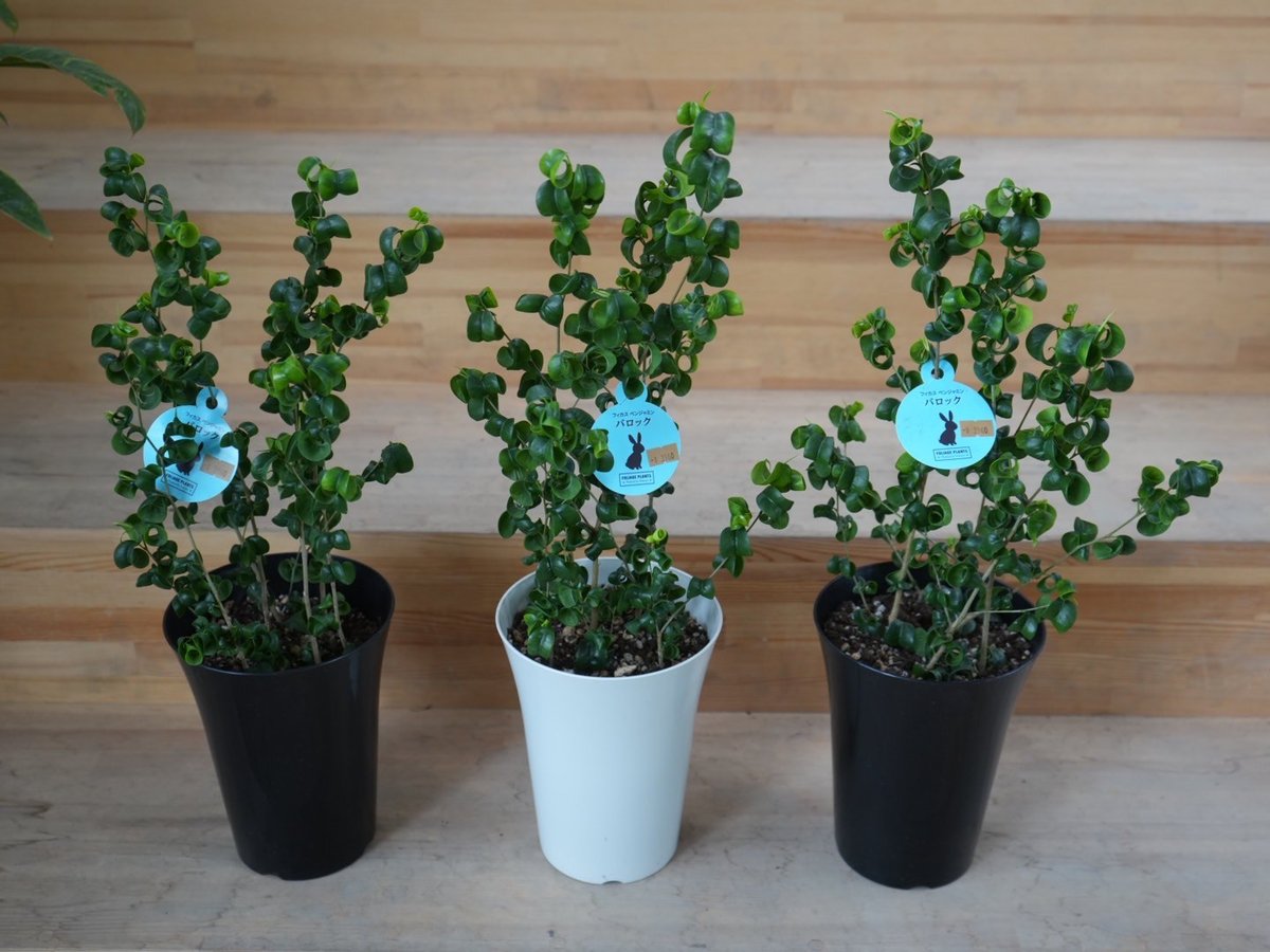 ベンジャミン バロック 6号 くるくる葉が可愛い 観葉植物 人気の