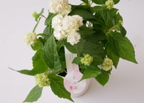 山紫陽花　うるは　あじさい