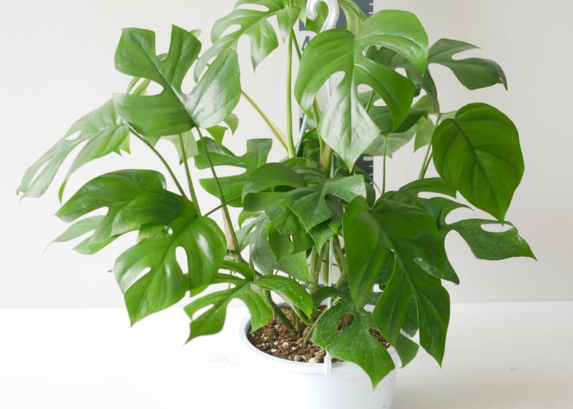 モンステラ アダンソニー ヒメモンステラ 5号 人気の観葉植物 半蔓性