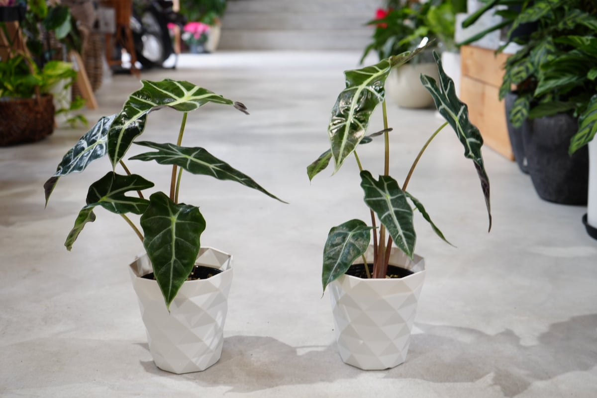 最高級　発根済み　厳選5葉付き モンステラ斑入り　ホワイトタイガー　ハーフムーン 最高級 発根済み 厳選5葉付き モンステラ斑入り ホワイトタイガー