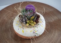 ドーナツ寄せ植え(ホワイト) 多肉植物　母の日 2026 ギフト プレゼント 贈り物 スイーツ鉢