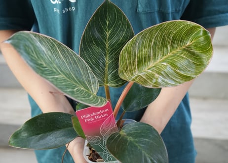 CATEGORY サトイモ科 | インテリアグリーンとギフトプランツ