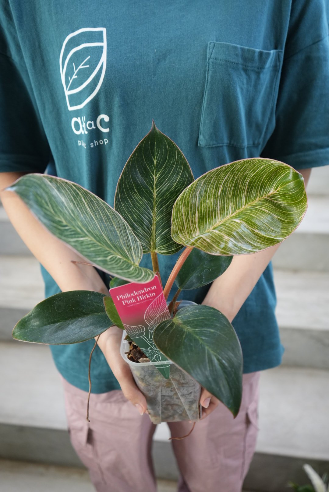 現物「フィロデンドロン・ピンクバーキン」７号　Philodendron 現物「フィロデンドロン・ピンクバーキン」7号 Philodendron - メルカリ