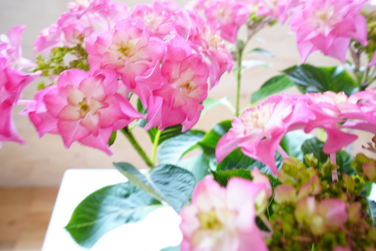 【カサノバ】 紫陽花 鉢ごと発送します。 紫陽花 カサノバ 5号 ピンク 底面給水 額紫陽花 母の日 お祝い 毎年