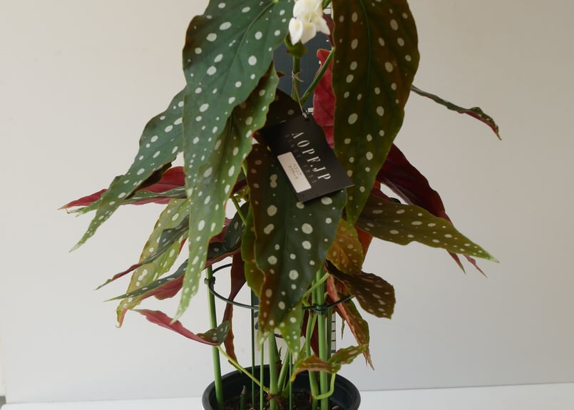 ベゴニア マクラータ 木立ベゴニア ドット模様が可愛い 育て