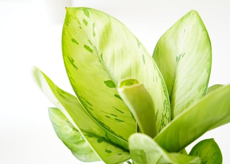ホマロメナ セルビー 5号 丸みある大きい葉 観葉植物 葉柄が美しい 優しい雰囲気