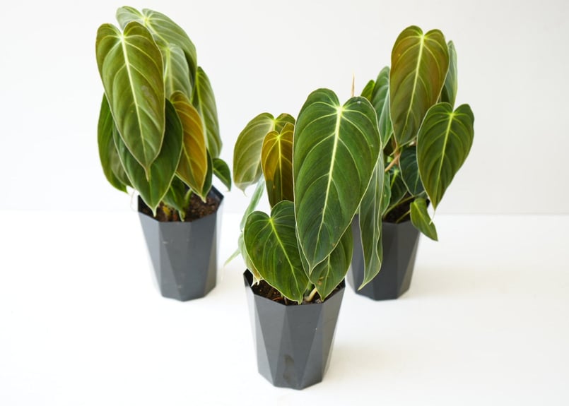 フィロデンドロン メラノクリサム 4号 観葉植物 ベルベットの葉