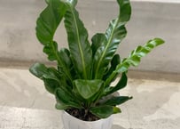 アロカシア スティングレイ Alocasia Stingray | インテリアグリーンと