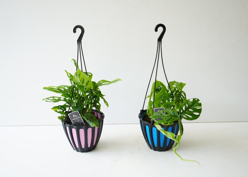 モンステラ ラニアータ Monstera 5号 吊り鉢 観葉植物 インテリア
