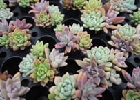 エケベリア ファンタスティック ファウンテン 4号 多肉植物