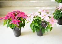 【おまかせ】プリンセチア  ユーフォルビア 4号 華やかで上品　贈答