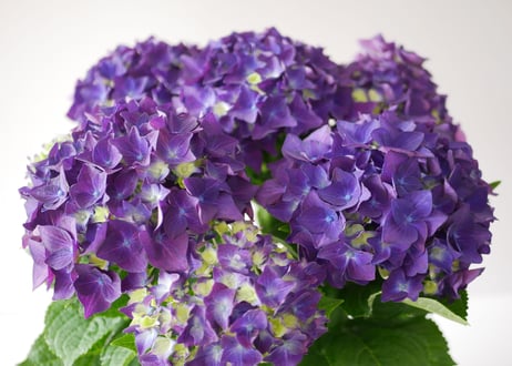 紫陽花 ディープパープル 5号 人気品種 アンティークカラーも楽しめる 母の日 贈り物